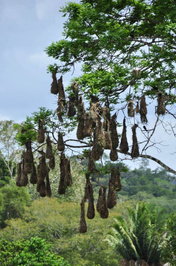 Ninhos de montezuma, nas ruínas mayas de Caracol, em Belize, quase na fronteira com a Guatemala